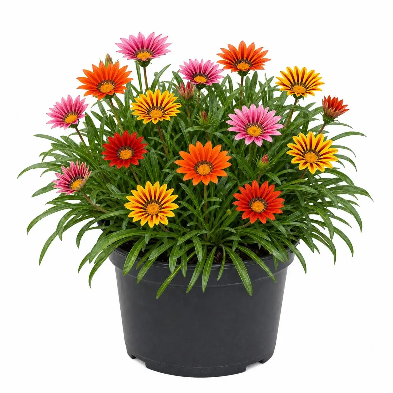 Gazania
