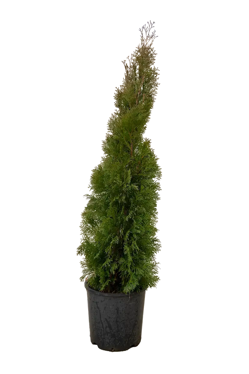 Amerikan tuya 120-150 sm