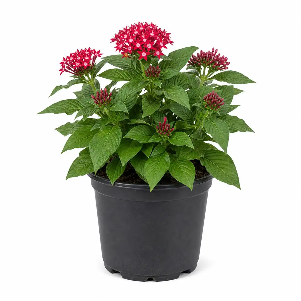Pentas