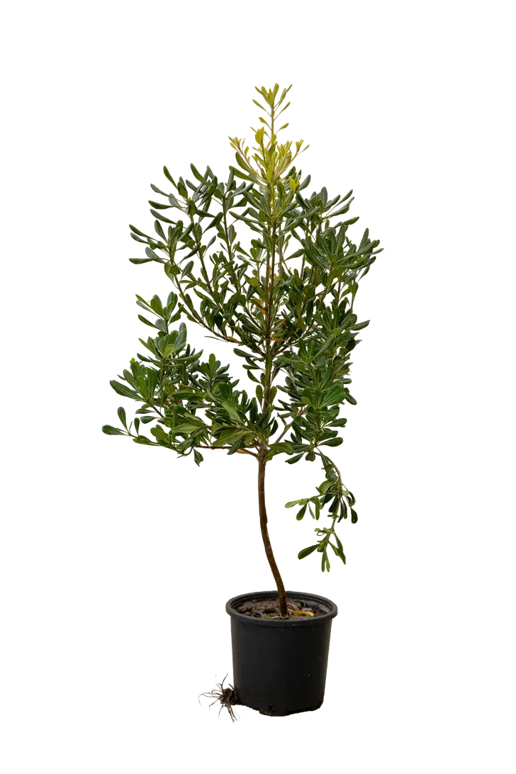 İran ətirşahı 150-160 sm