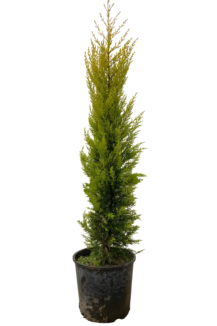 Limon ətirli yolka 160-170 sm