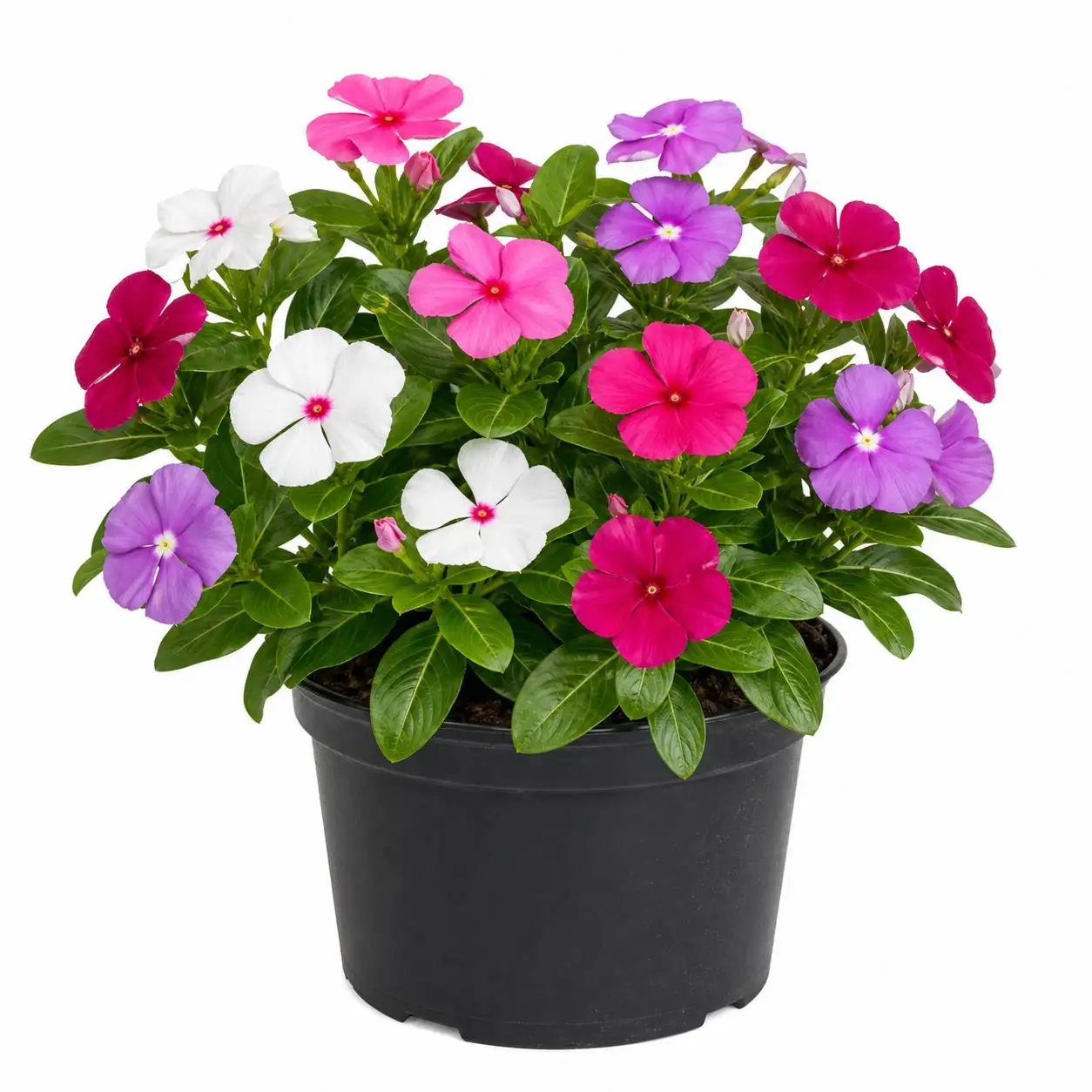 Vinca