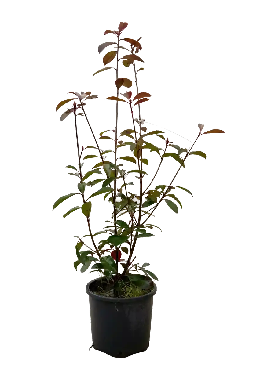 Fotinia kiçik 50-60 sm