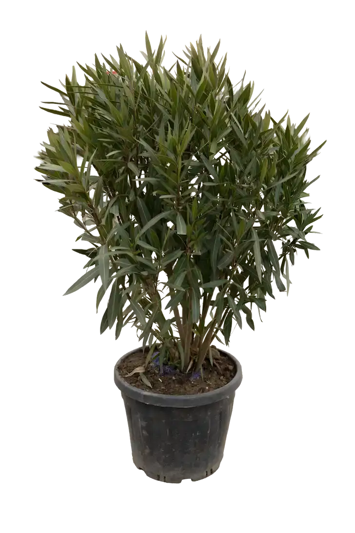 Aylandra kol formasında