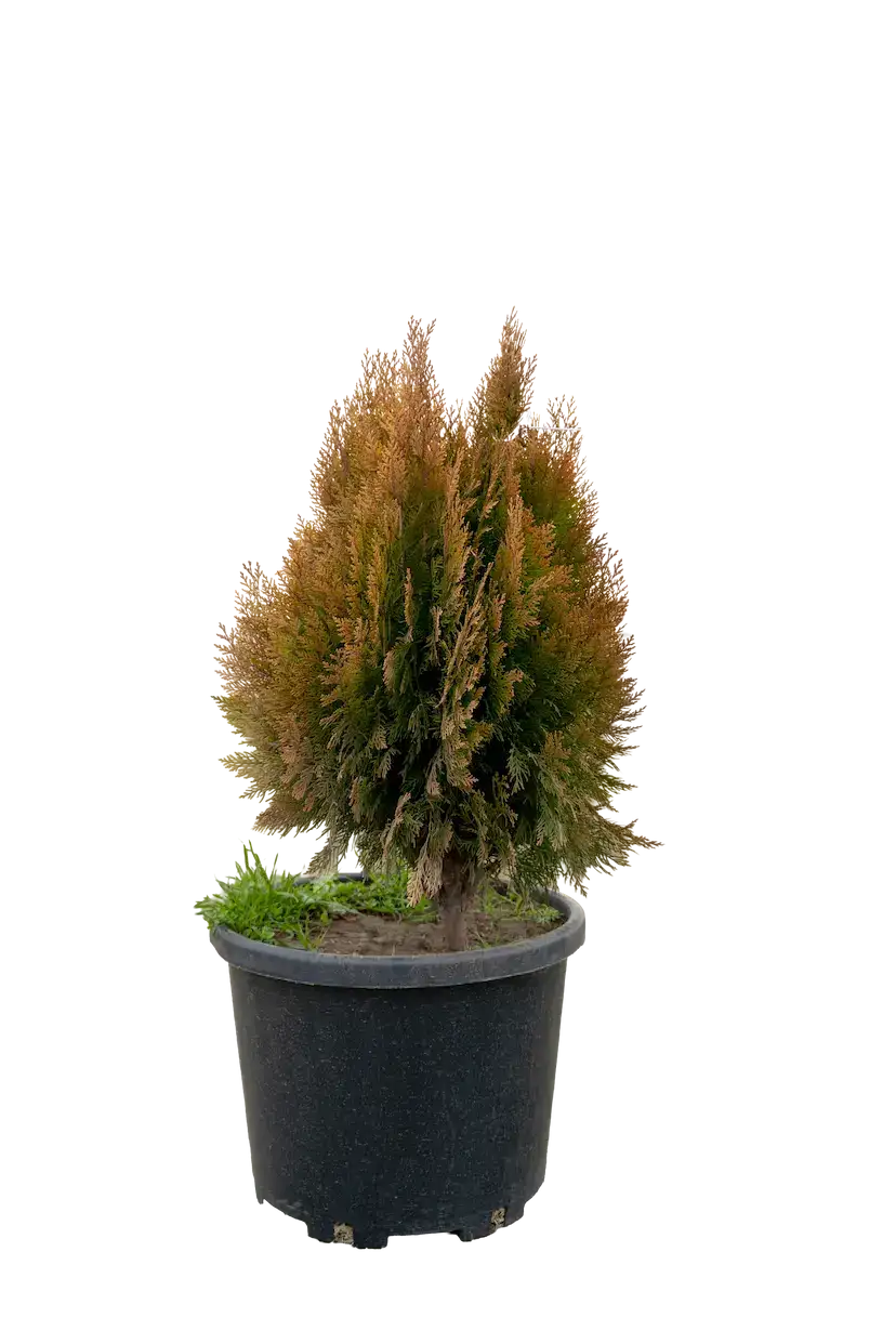 Qızılı kamisparis 60-70 sm