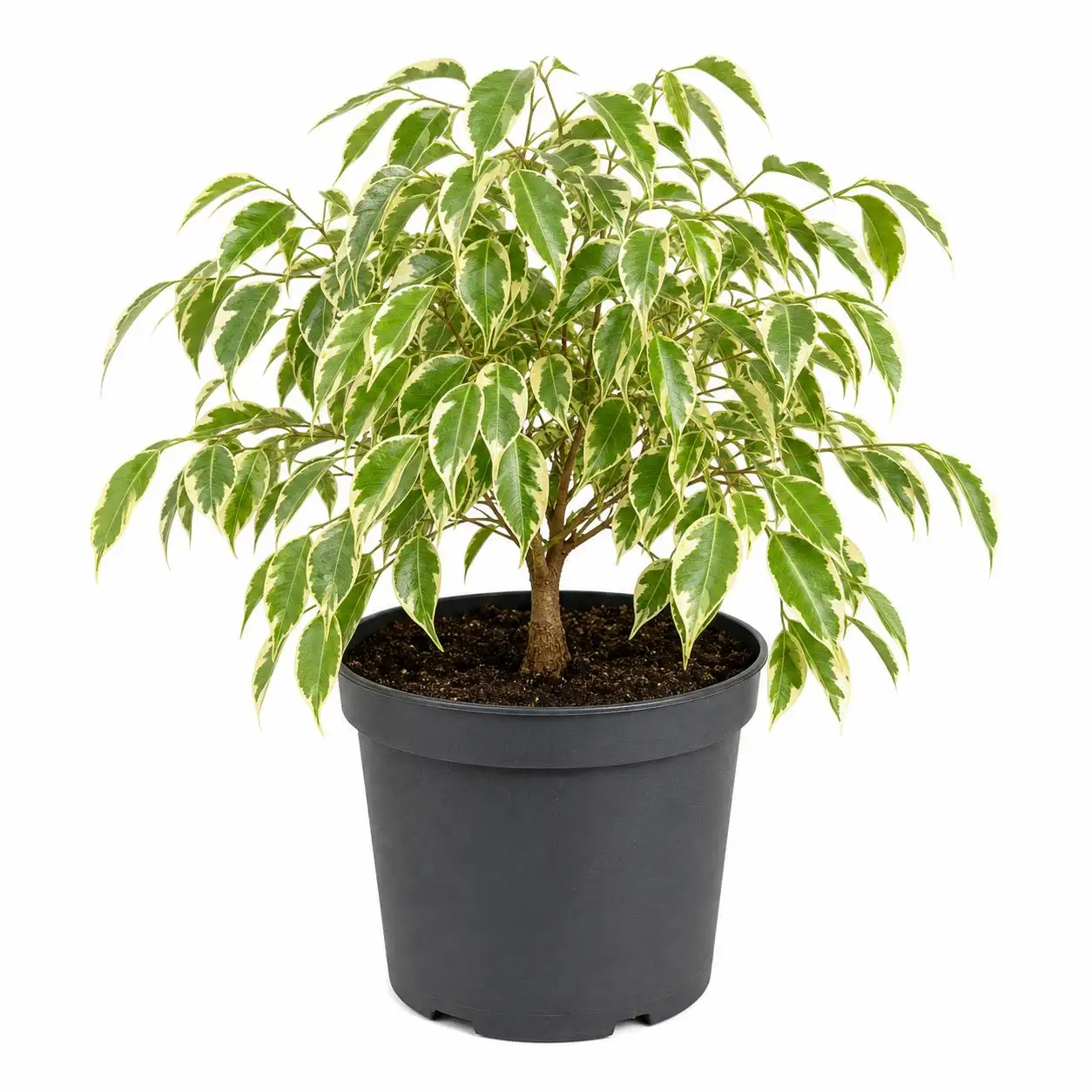 Ficus Benjamin