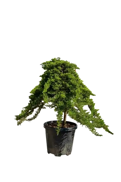 Juniperus