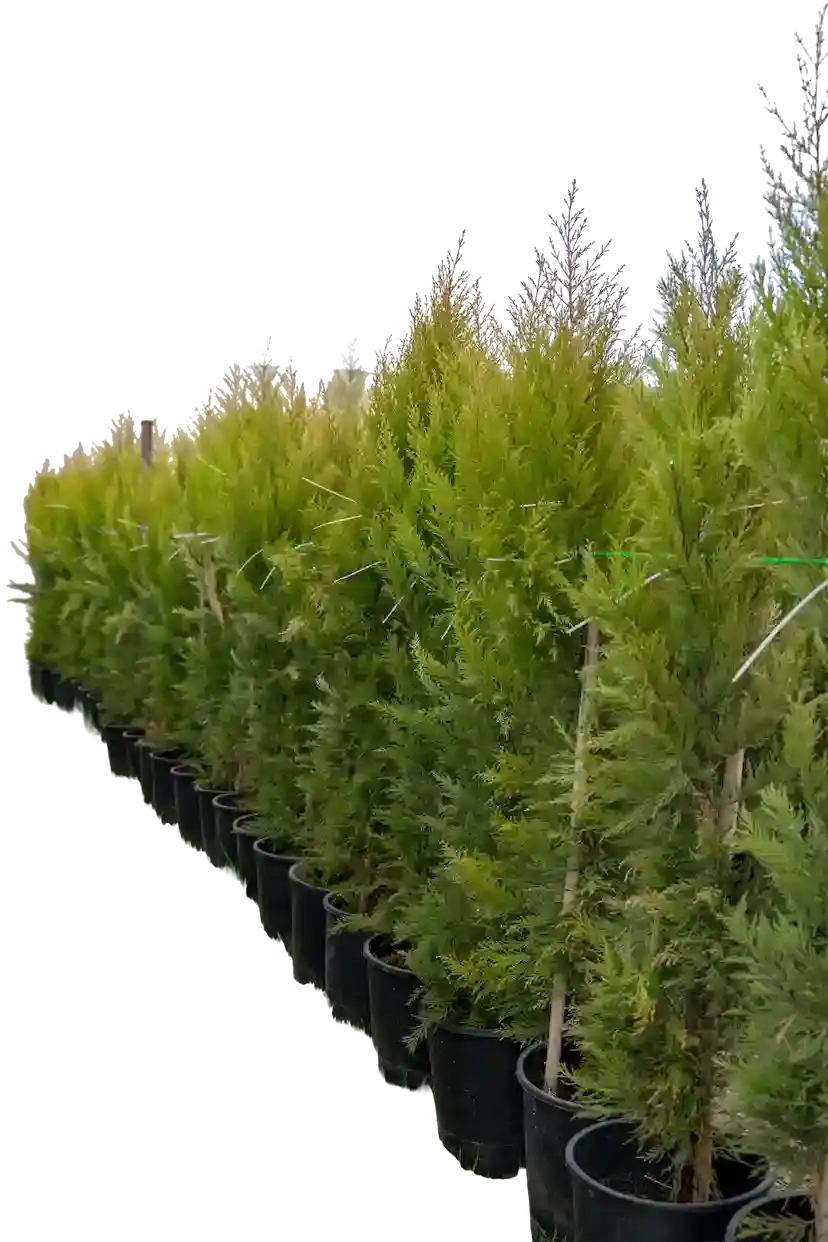 Limon ətirli yolka 180 sm