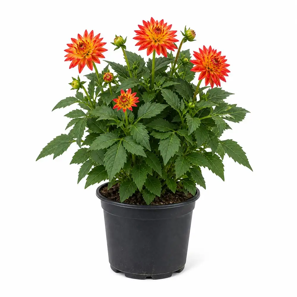 Dahlia