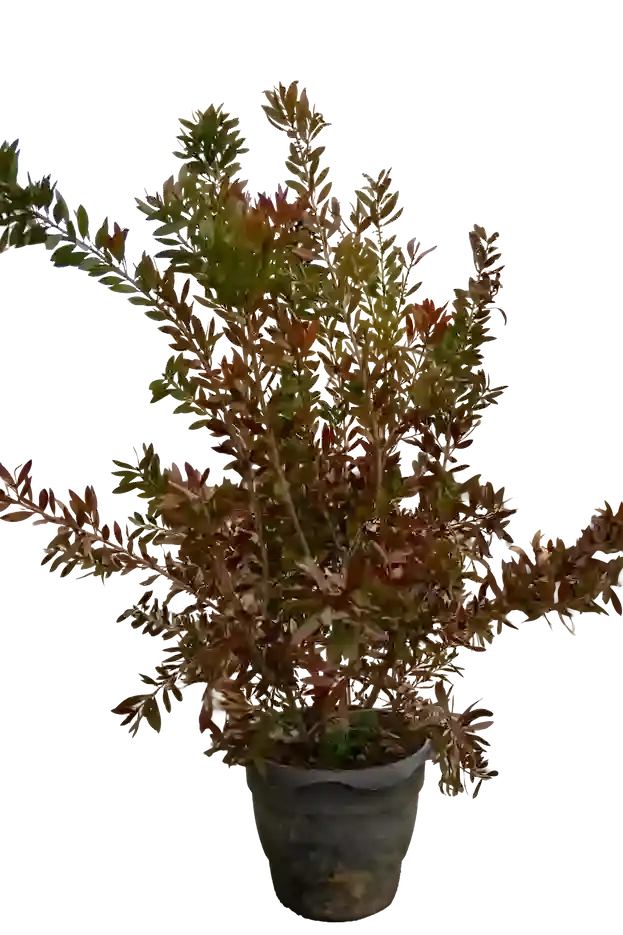 Целозия гребенчатая