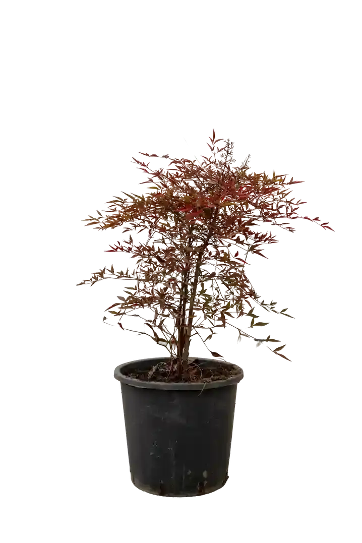 Nandina 170-180 sm