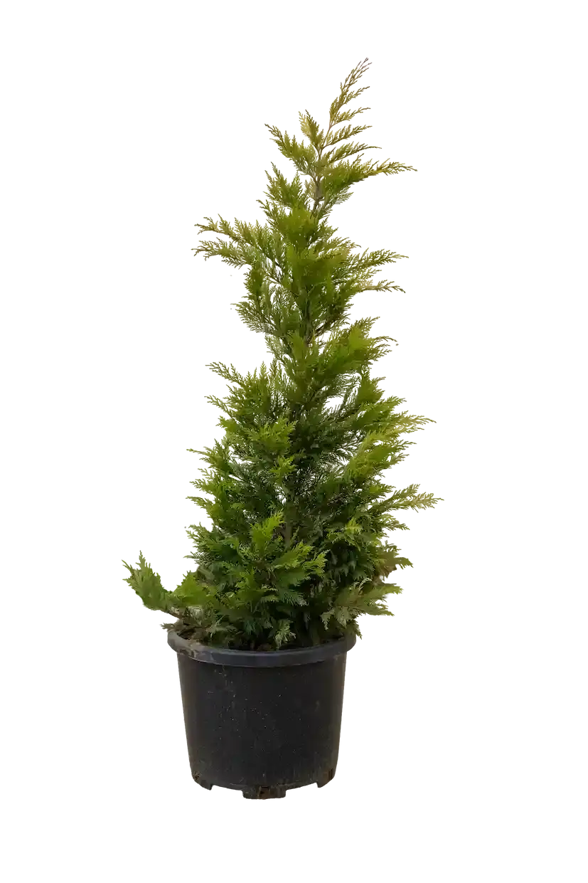 Qızılı leylandr 130-140 sm