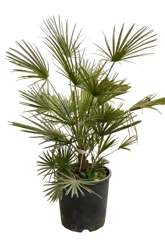 Vəhşi palma 80 sm-1 m