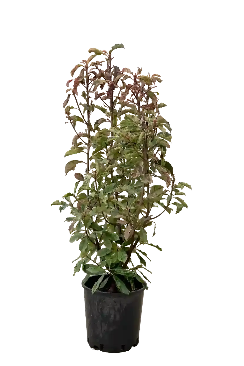 Fotinia pink krispi 150-170 sm