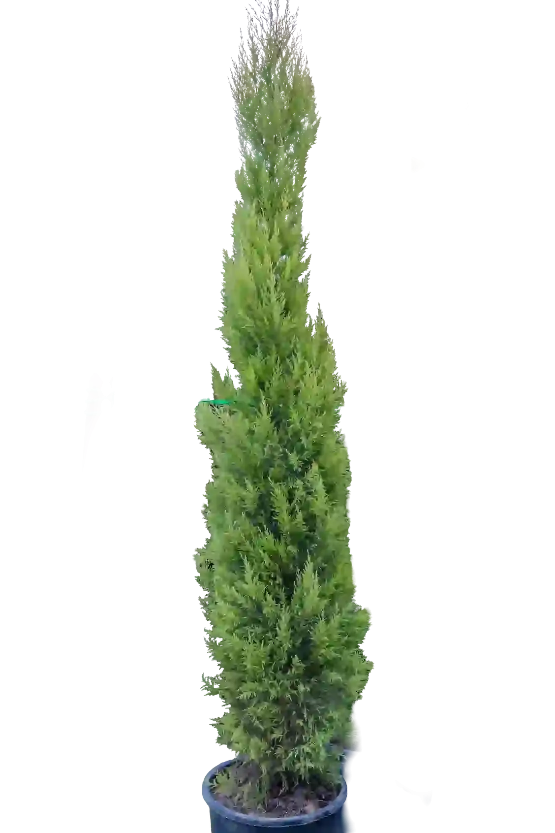 Limon ətirli yolka 2m