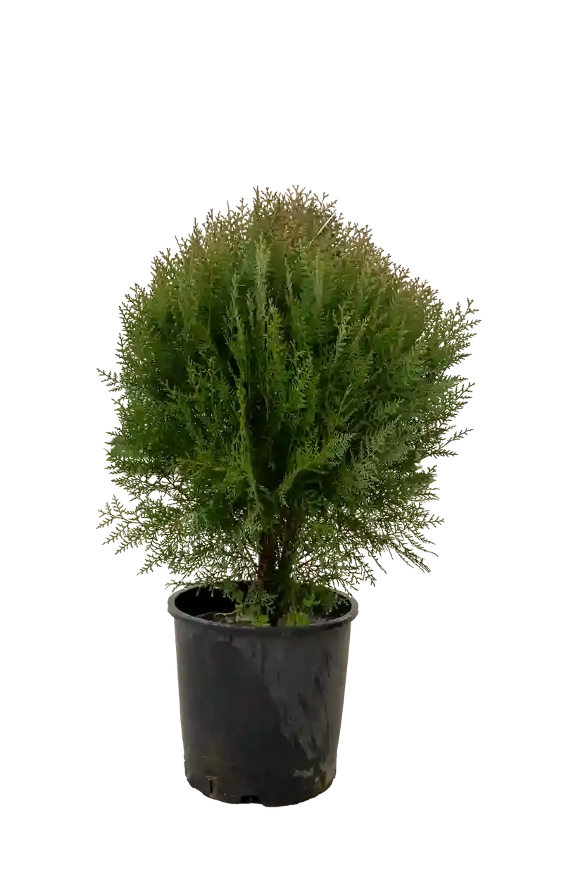 Yaşıl kamisparis 70-80 sm