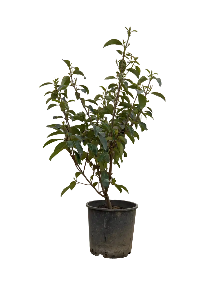 Lisidium kiçik 40-50 sm