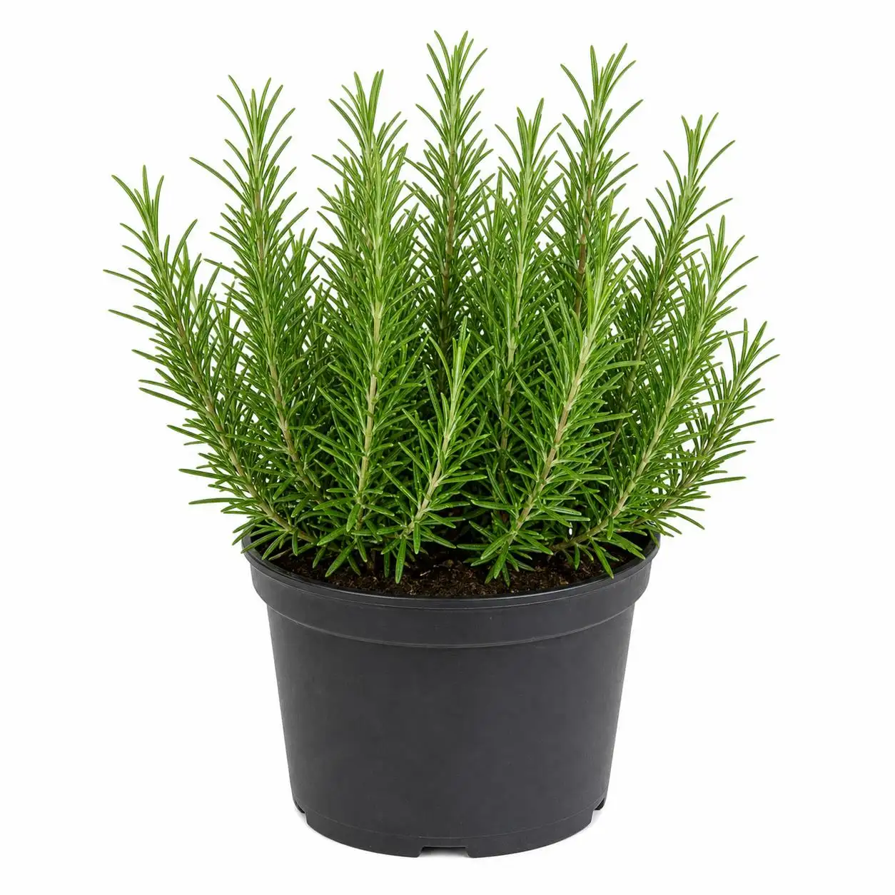 Rosemary