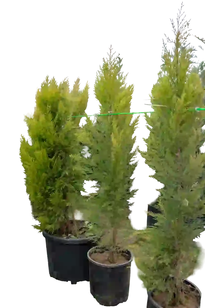 Limon ətirli yolka 1 m